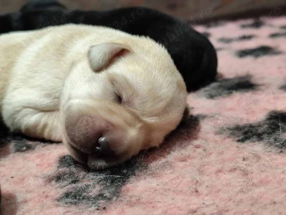 Pui Labrador cu Pedigree