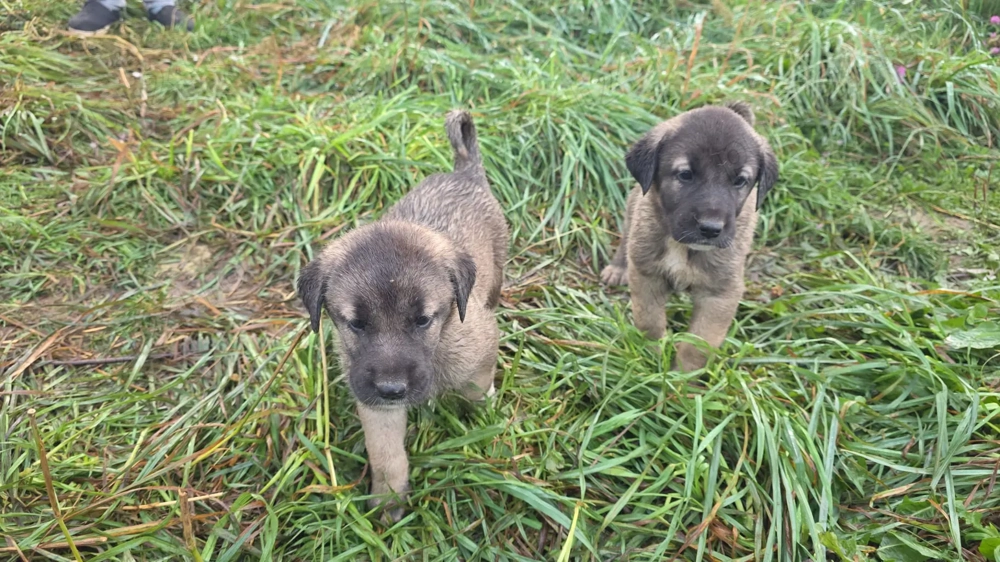 Catei din rasa  KANGAL  Catei din rasa  KANGAL