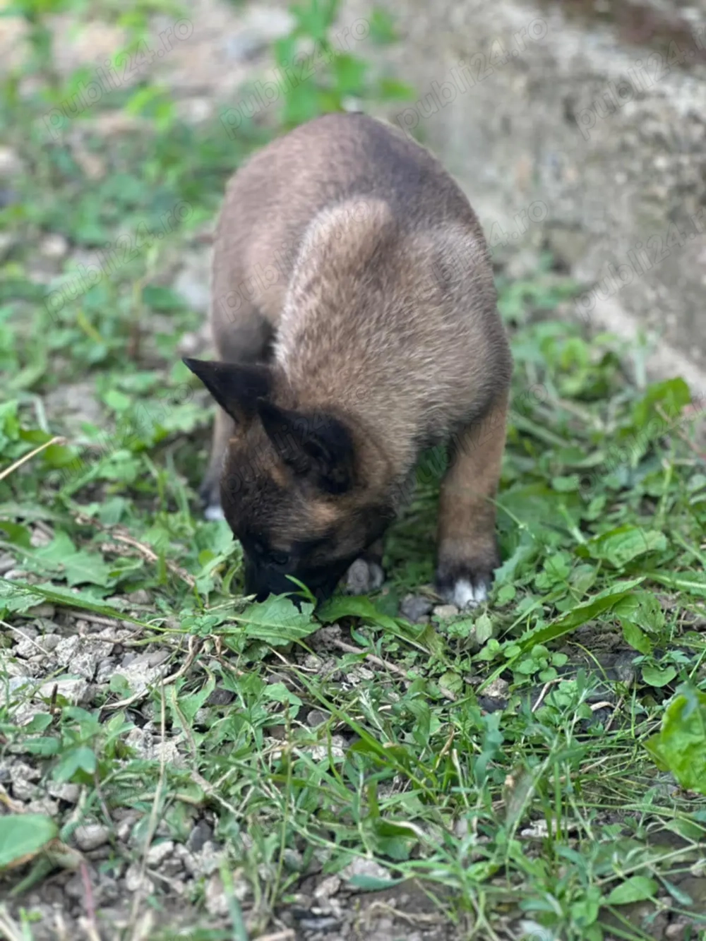 Căței din rasa Ciobanesc Belgian 