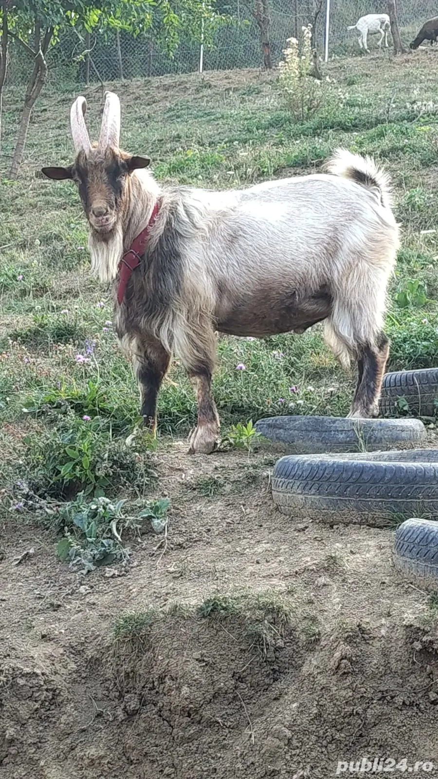 Tap metis alpin de vânzare 