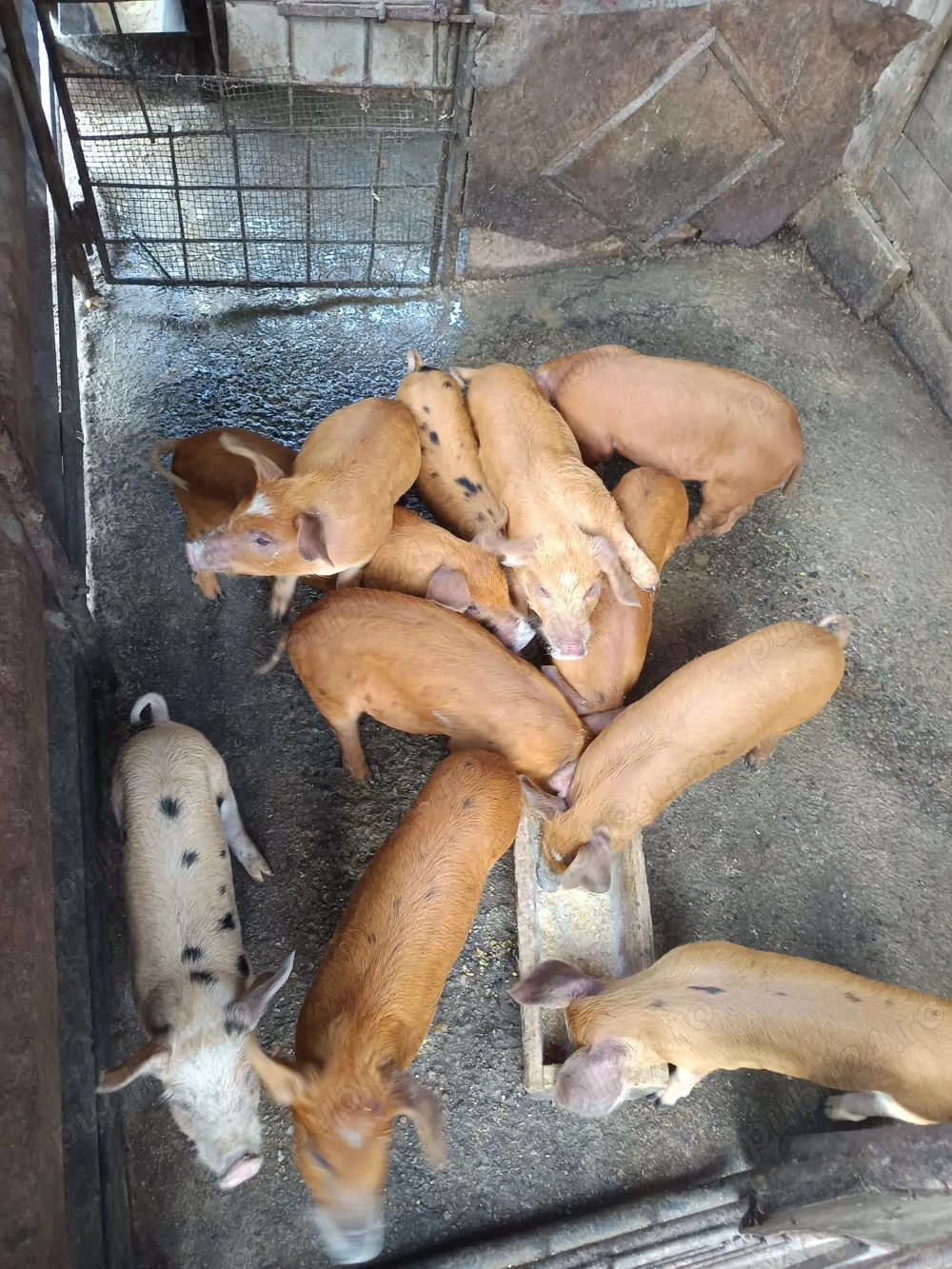 Purcei de vânzare  Purcei de vânzare