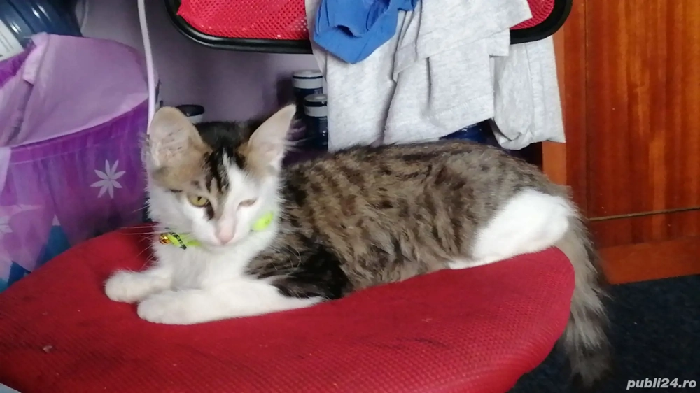 Donez pui pisică  Donez pui pisică