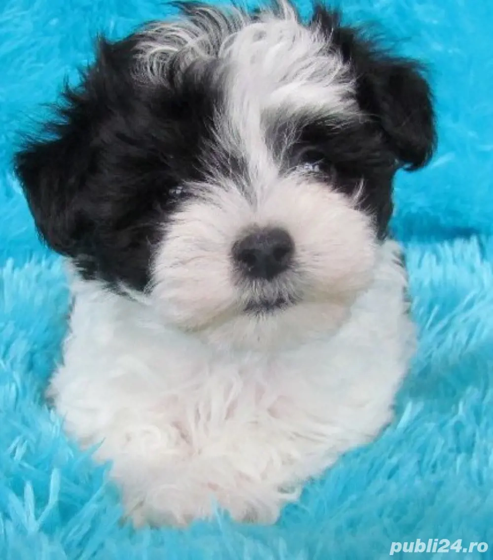 catel bichon havanesse 