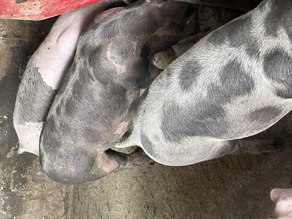 Vind porci de carne Vind porci de carne