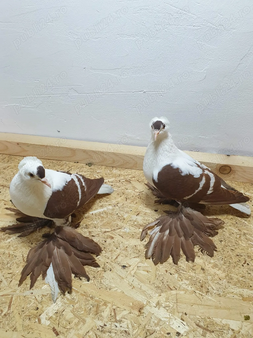 Caută altă casa Caută altă casa