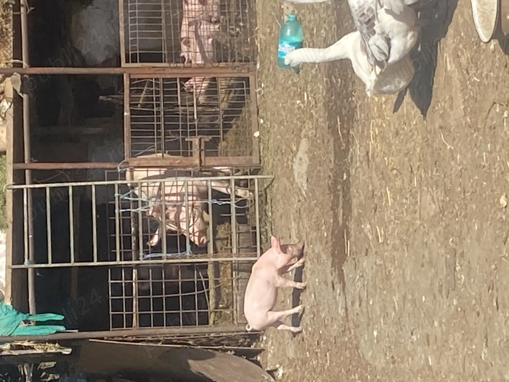 Vand 4 purcei Vand 4 purcei