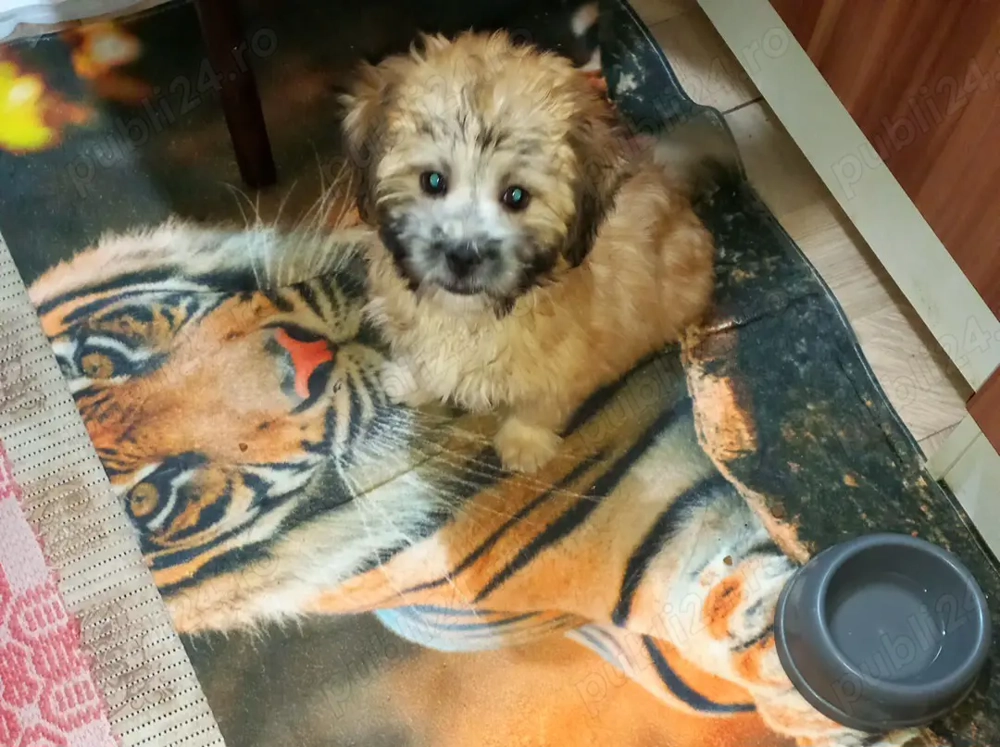 Bishon havanez fetita