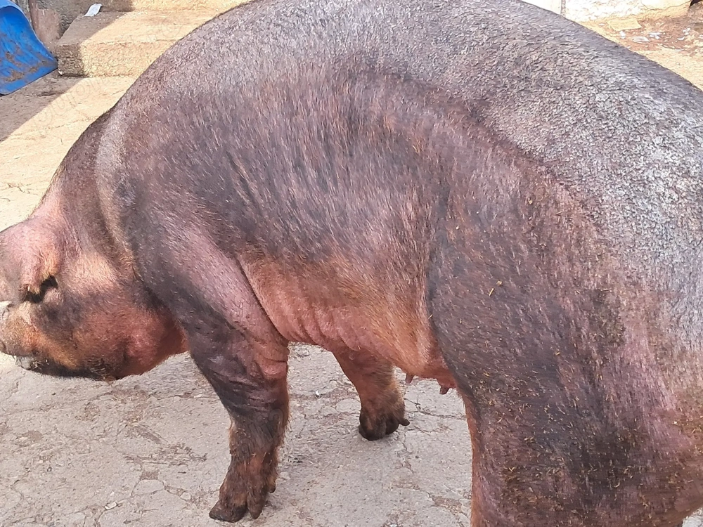 Scroafa duroc pentru sacrificat