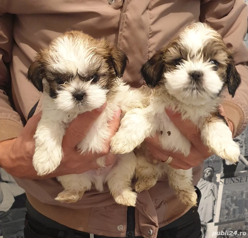 Pui Shih-tzu rasa pura.Fetite si băieți 