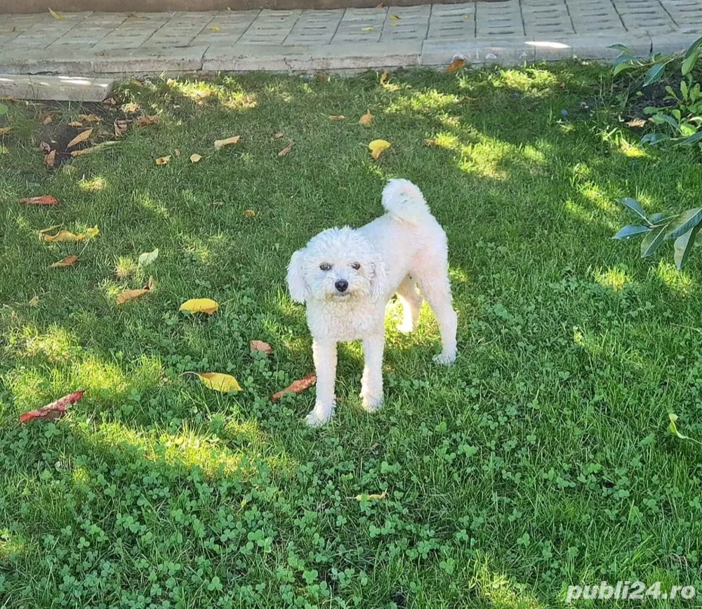 Bichon frise femelă 