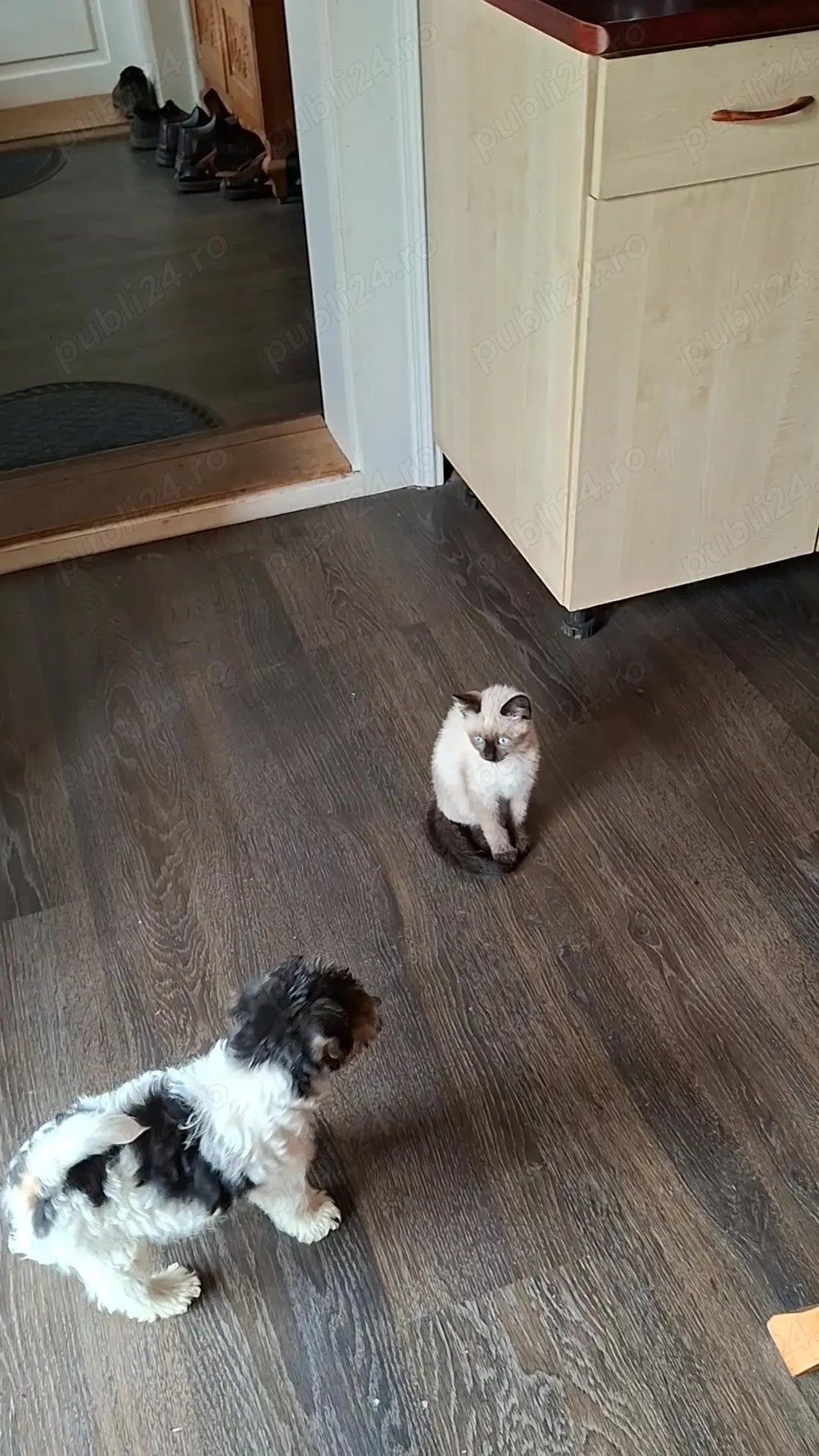 adoptez catelus de 7 saptamani