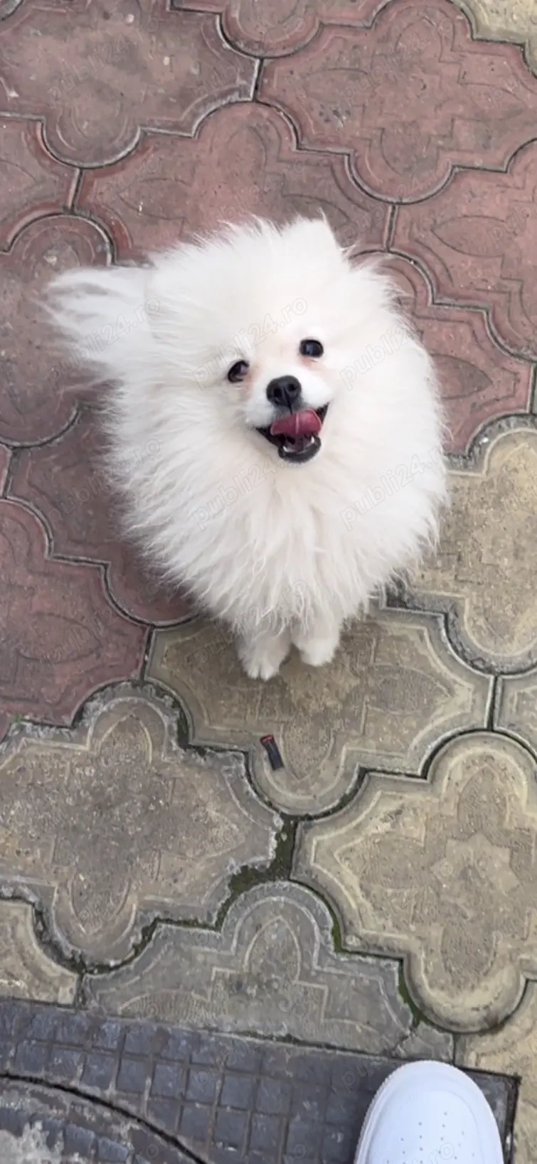 Pui pomeraniani rasa pură  