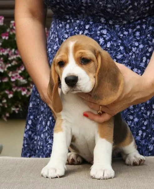 Beagle, 2 luni, vaccin, deparazitare, carnet de sănătate 