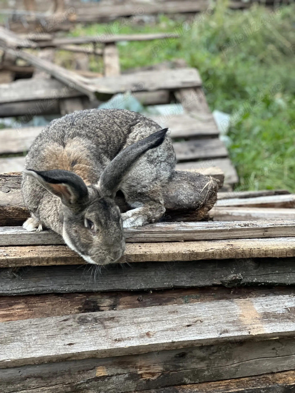 Vând sau schimb pereche de iepuri UG