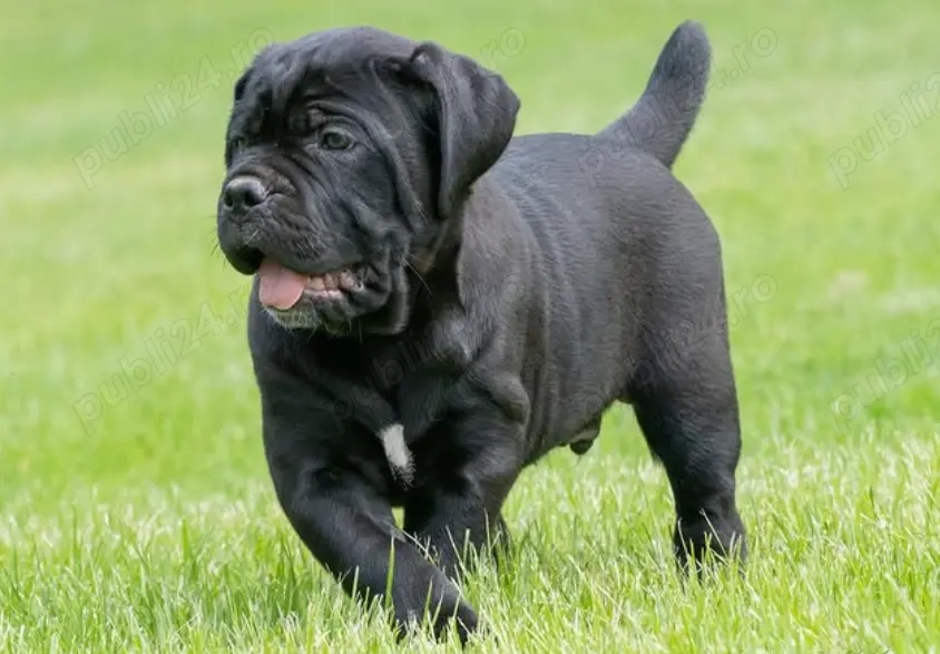 Pui Cane Corso Masivi- Vaccinați,  Transport autorizat!