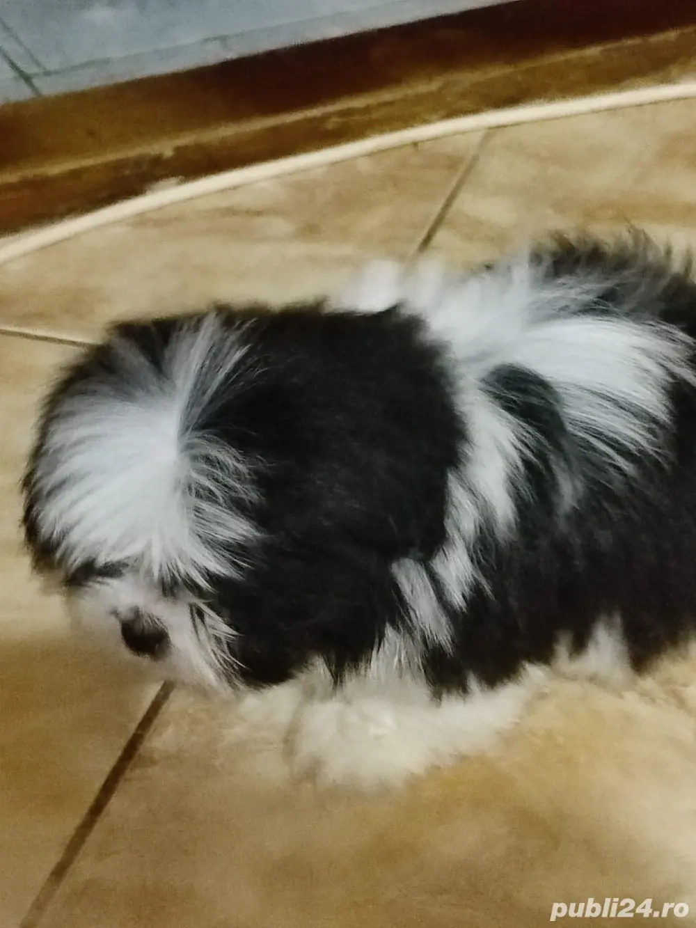 catelus shih tzu 2 luni