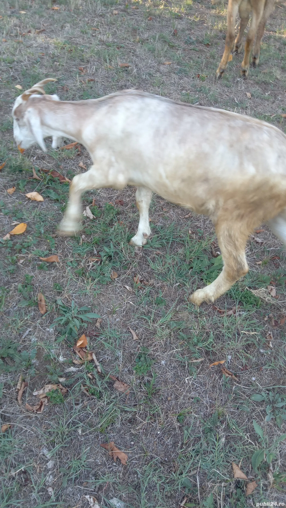 capra anglio nubiana  capra anglio nubiana