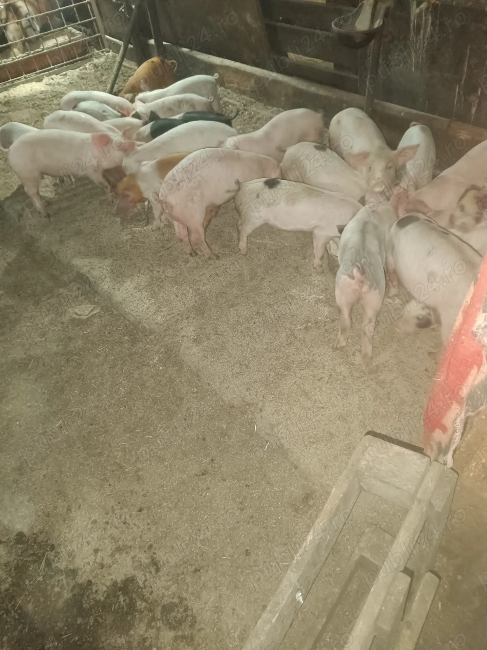 Vind purcei de 8 săptămâni  Vind purcei de 8 săptămâni