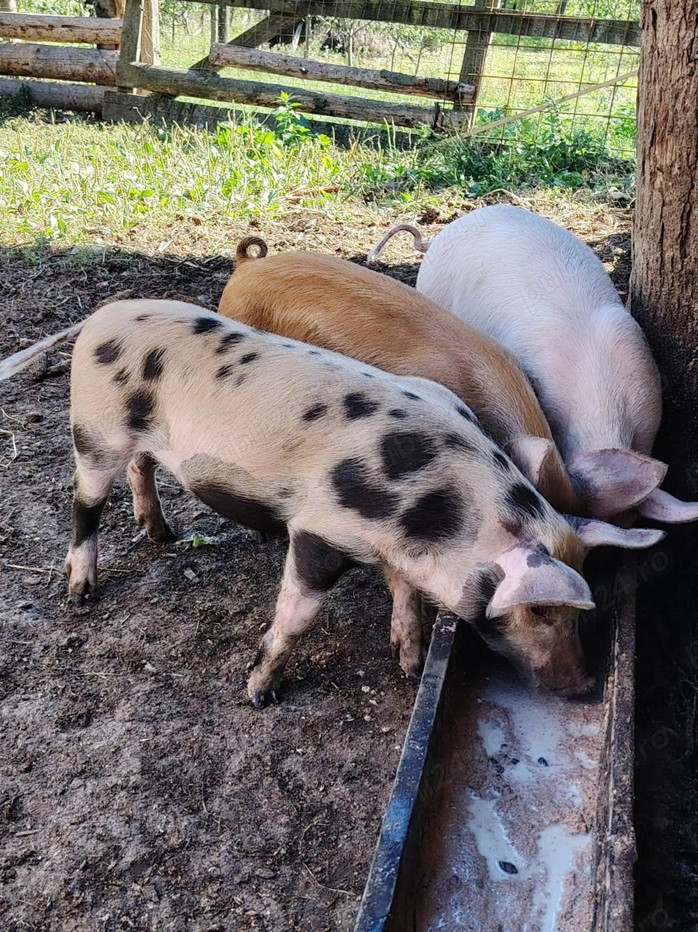Vand purcei de 7 săptămâni 