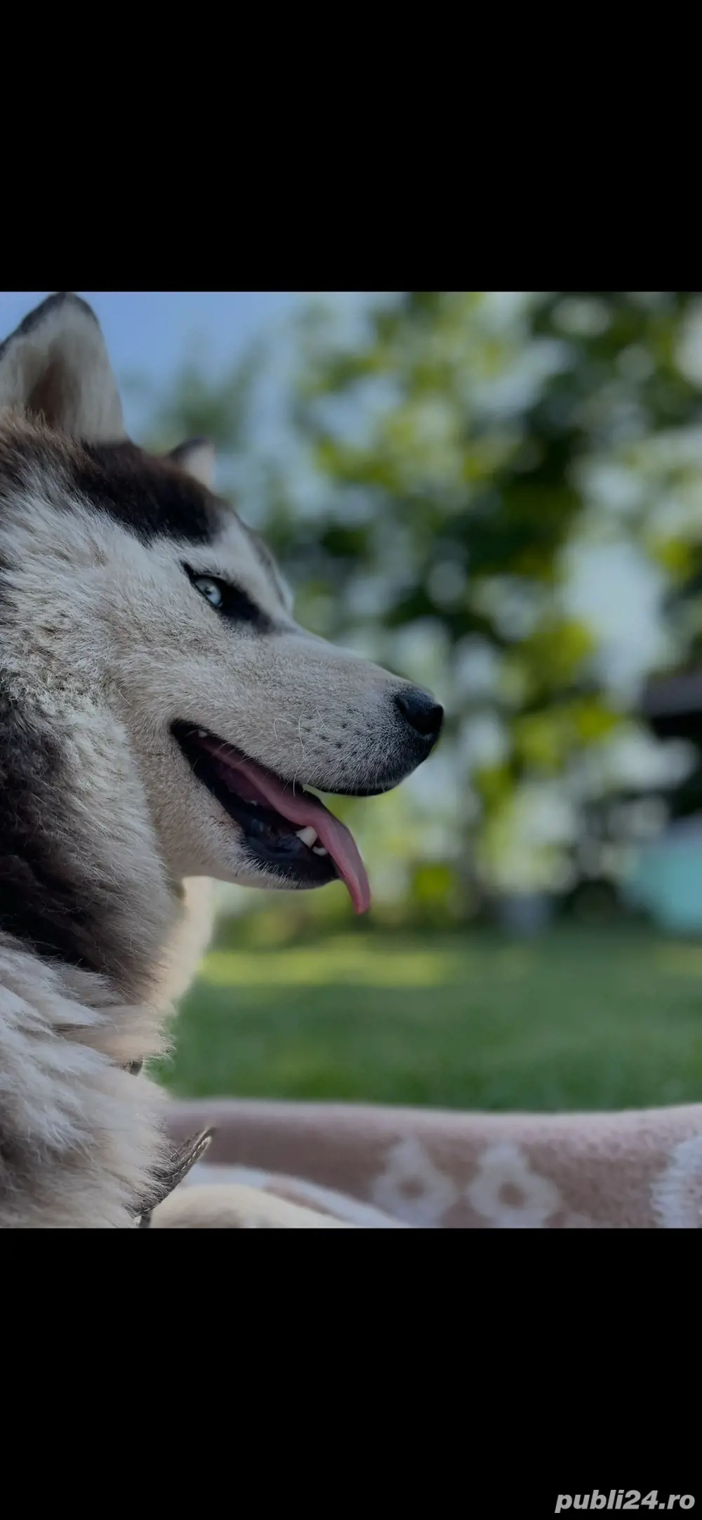 Husky Siberian rasa pură