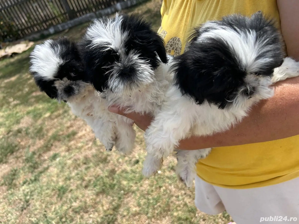 sihtzu cauata casa sihtzu cauata casa