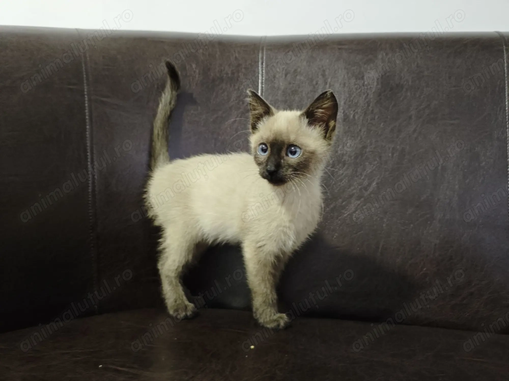 Pisica siameza Pisica siameza