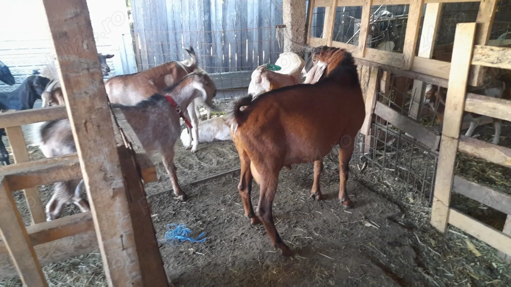 Țap anglo nubian șut Țap anglo nubian șut