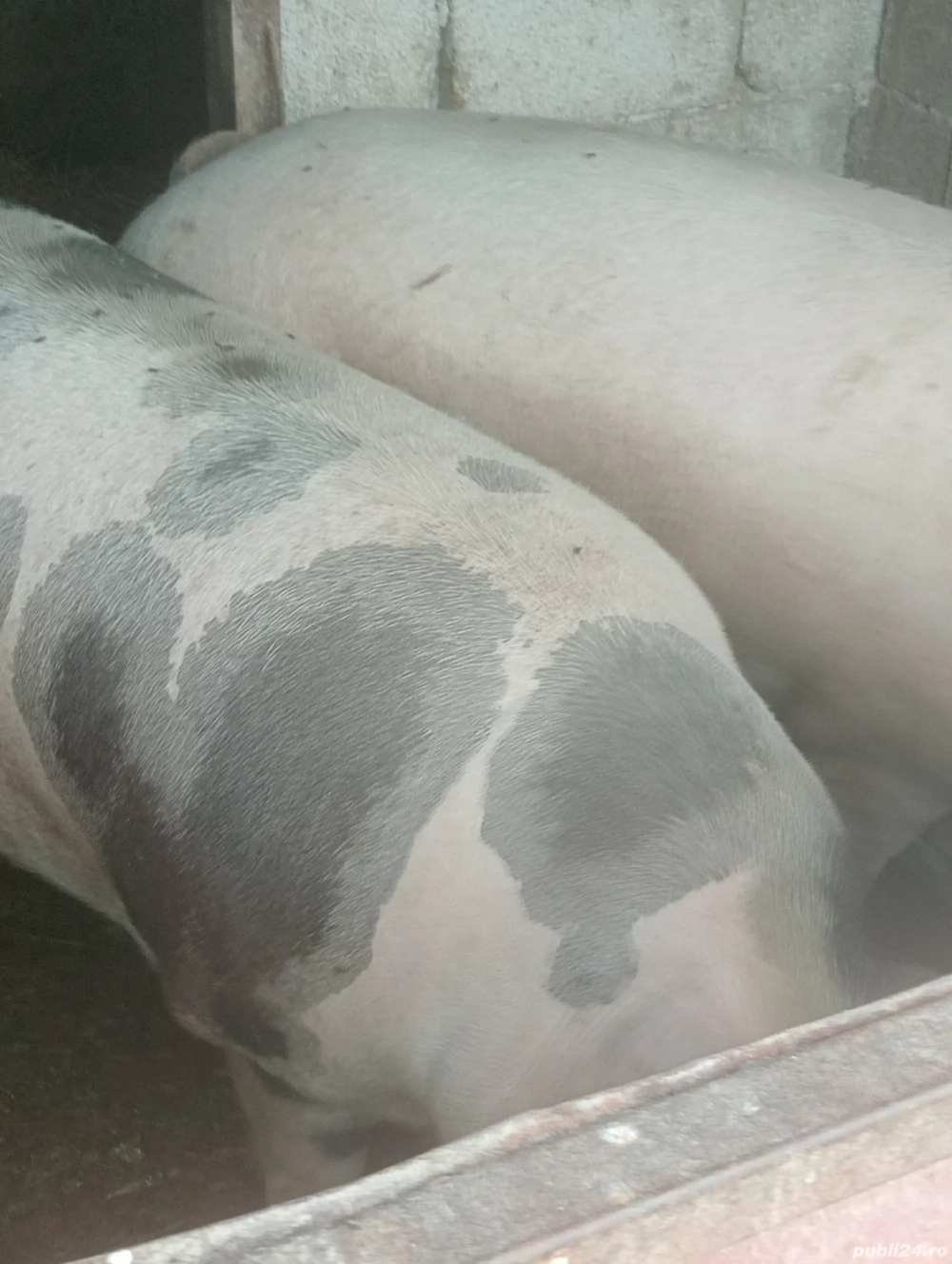 vand porci  vand porci