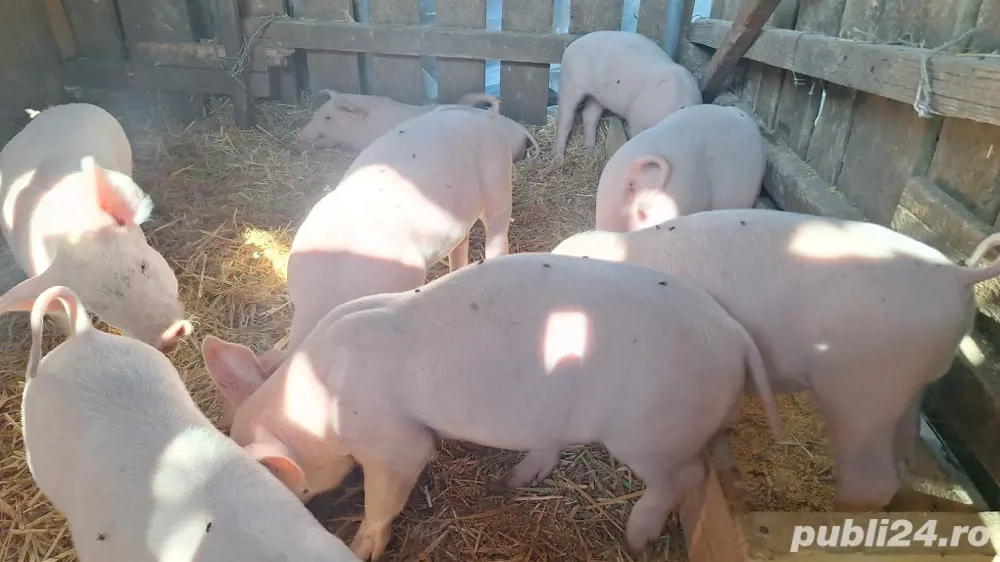 Purcei De vânzare Purcei De vânzare