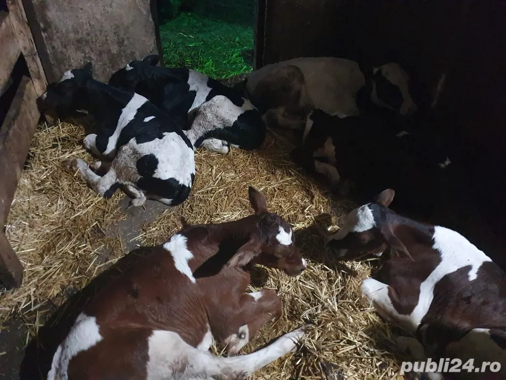 Angajez ingrijitori animale ferma 