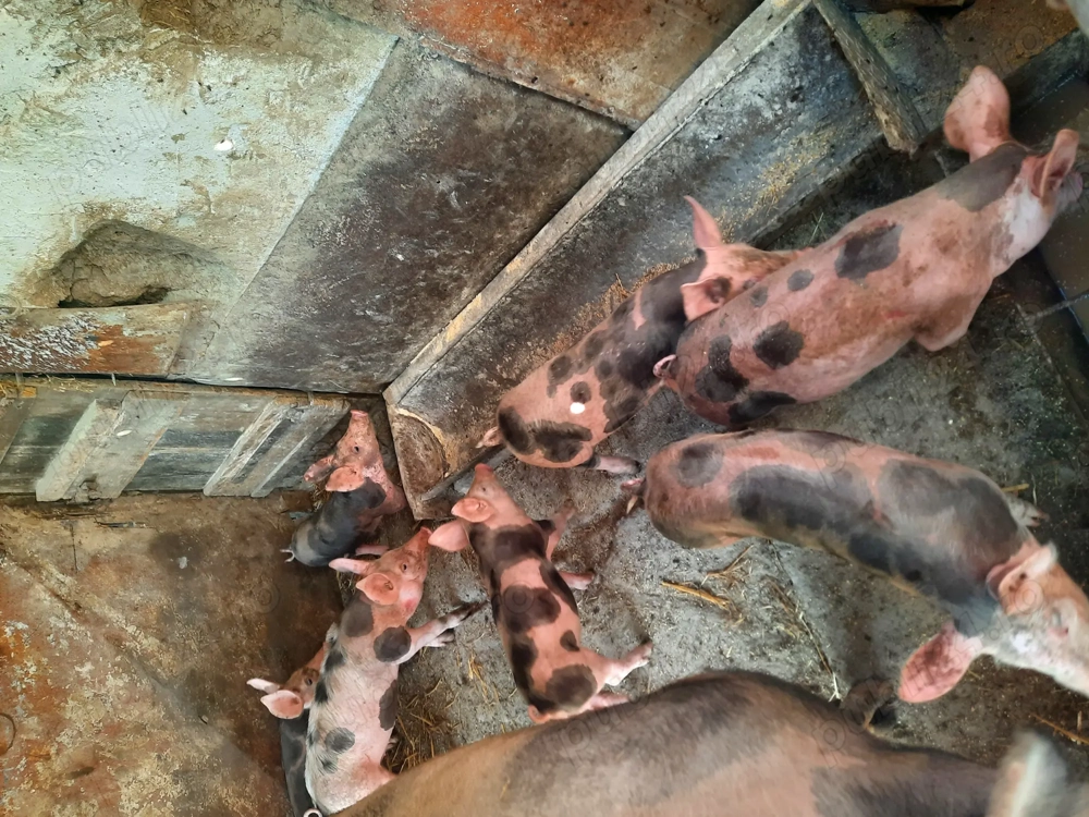 Vand scroafa si 7 purcei Vand scroafa si 7 purcei