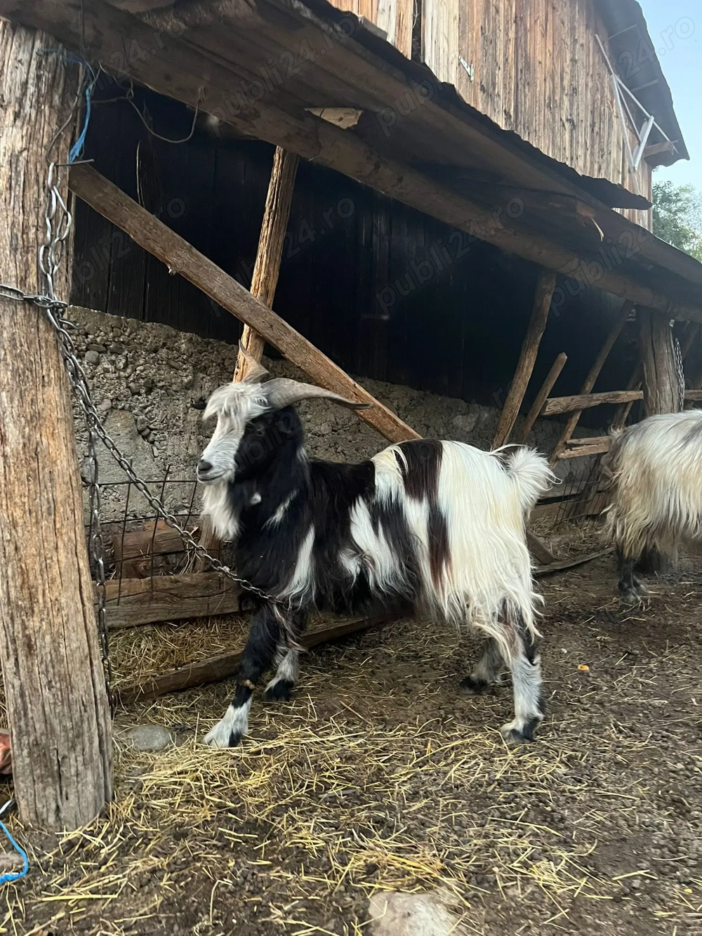 Vand tap francez alpin Vand tap francez alpin