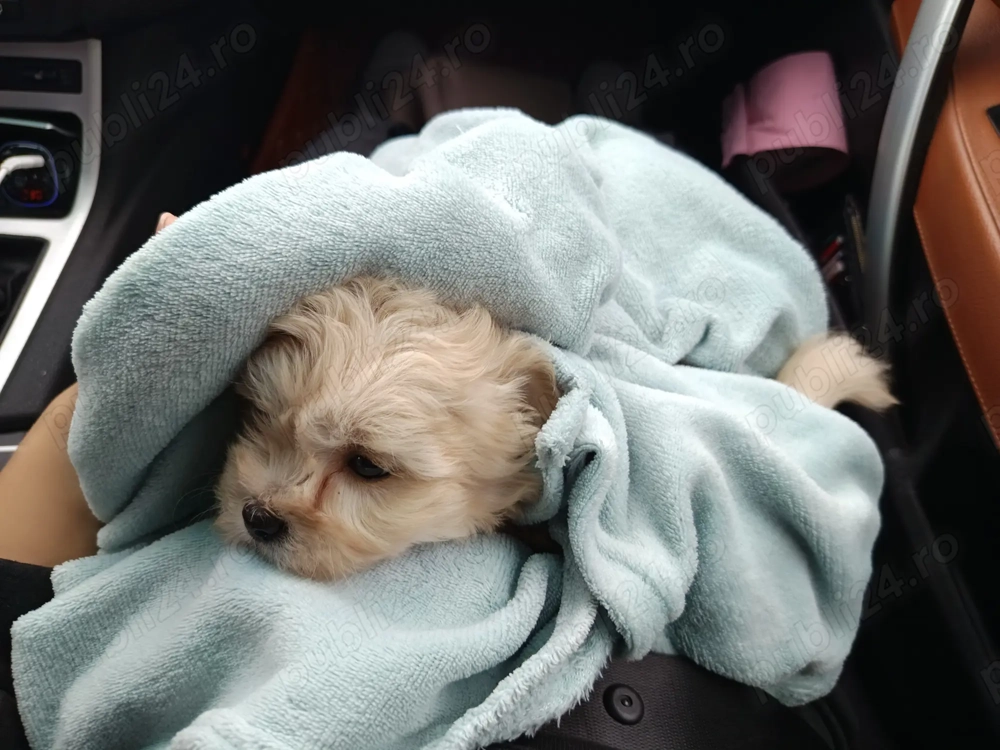 Vând urgent Bishon maltez  Vând urgent Bishon maltez