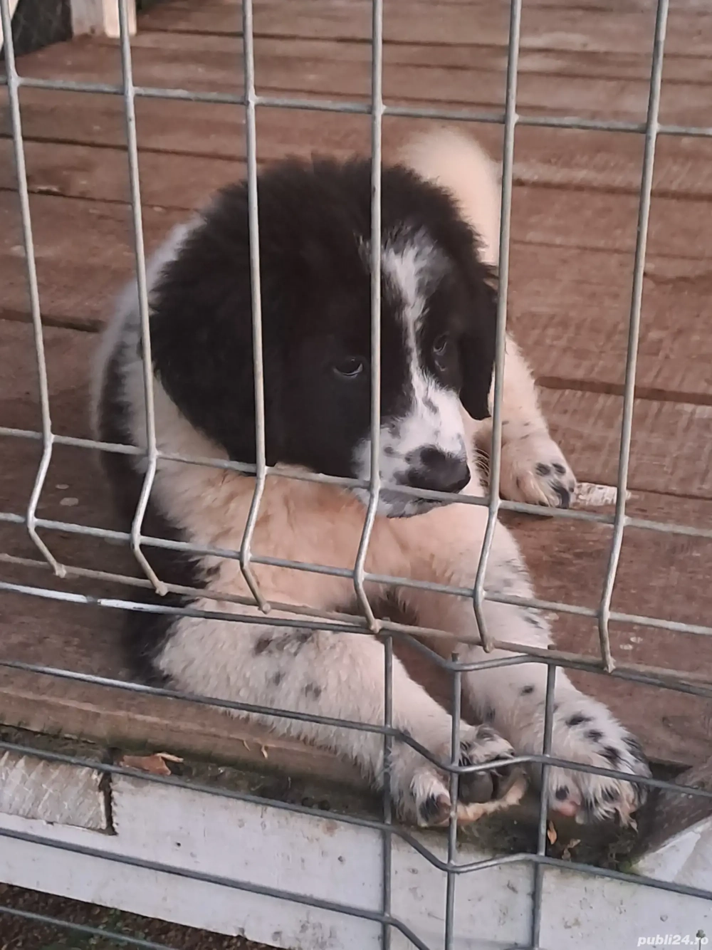 femela ciobanesc de bucovina femela ciobanesc de bucovina