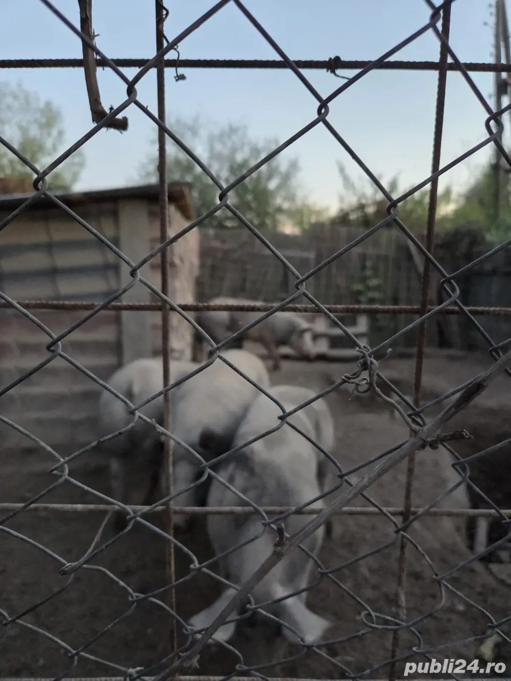 Porci pietrani belgiani rasa pura