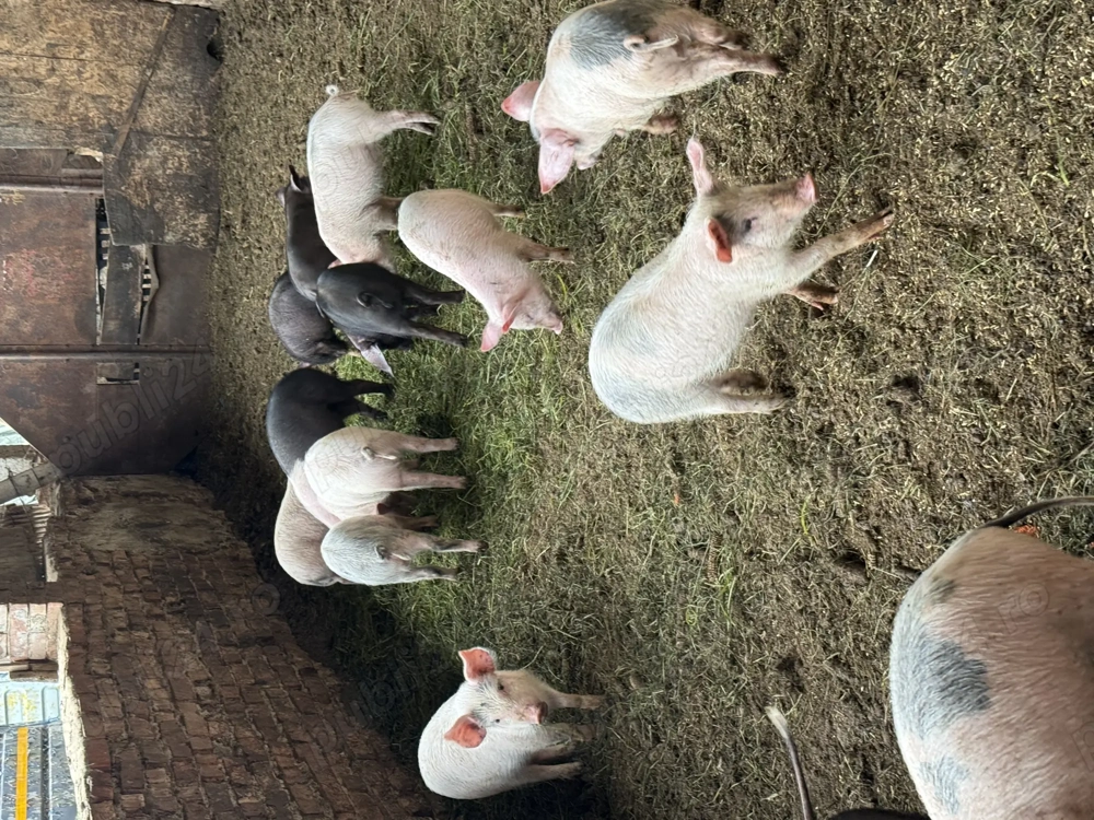 Purcei Marele alb si Basna