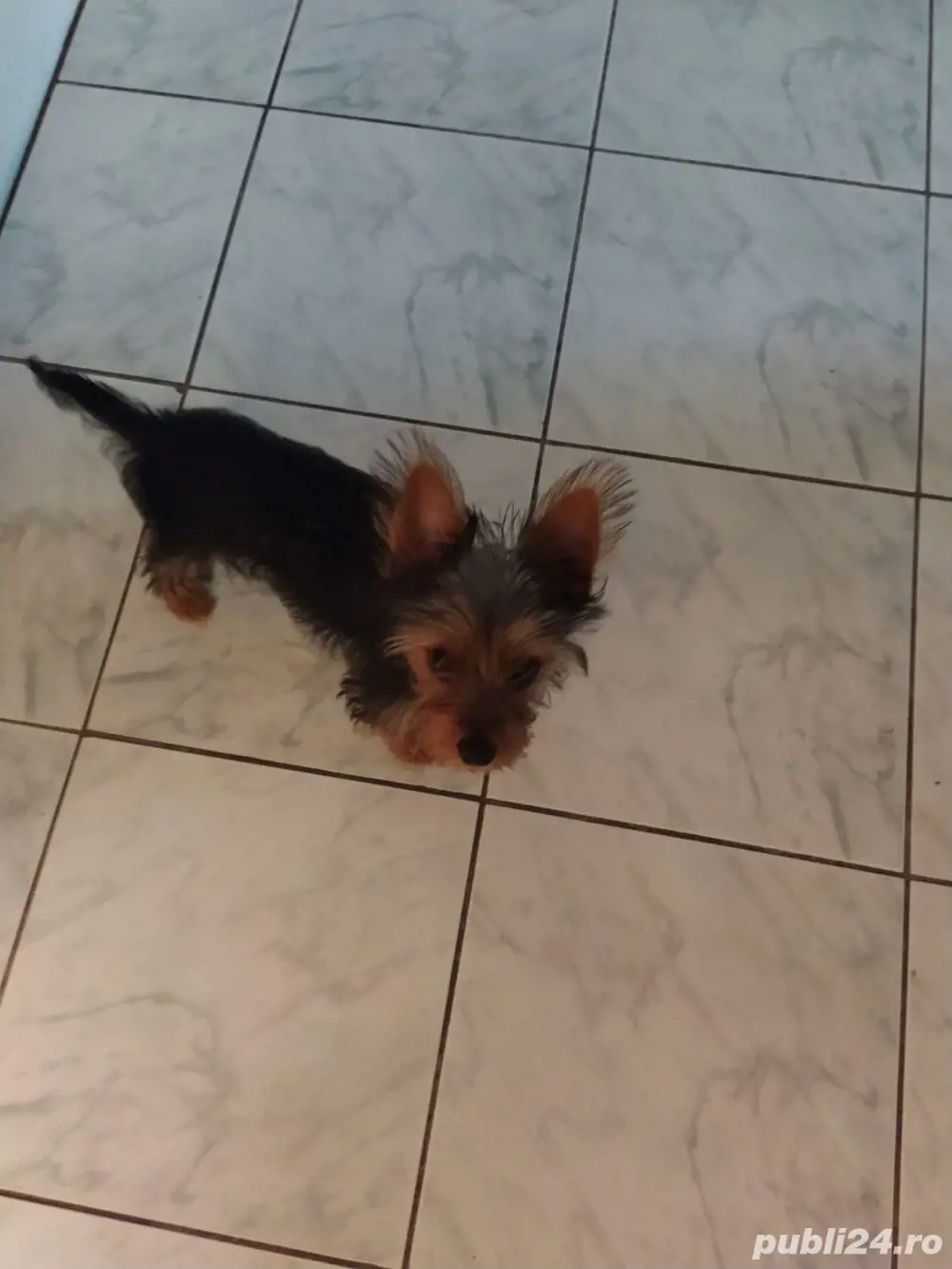 Câine Yorkshire  are 4 luni Câine Yorkshire  are 4 luni