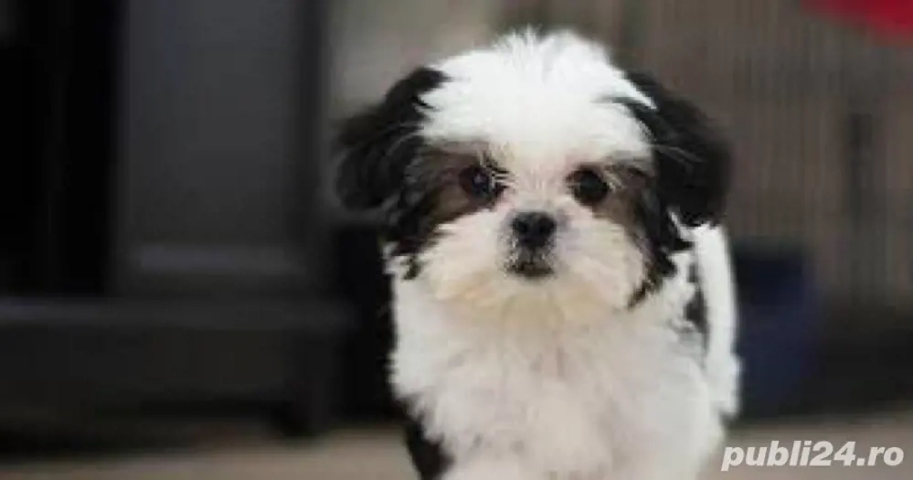 catelus shih tzu 