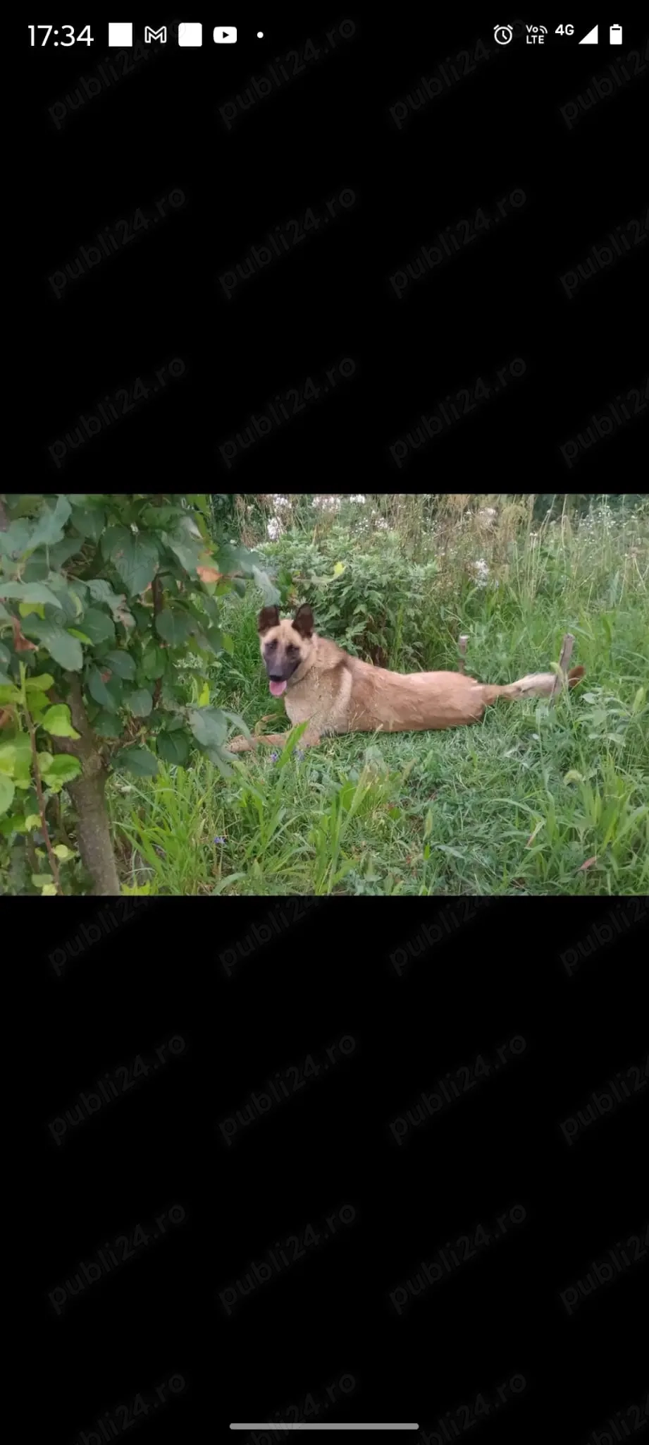 Catelusa pentru donatie 