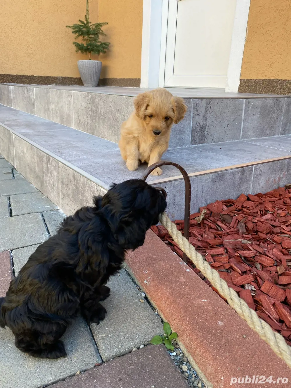 vând catelusi rasa caniche francez vând catelusi rasa caniche francez