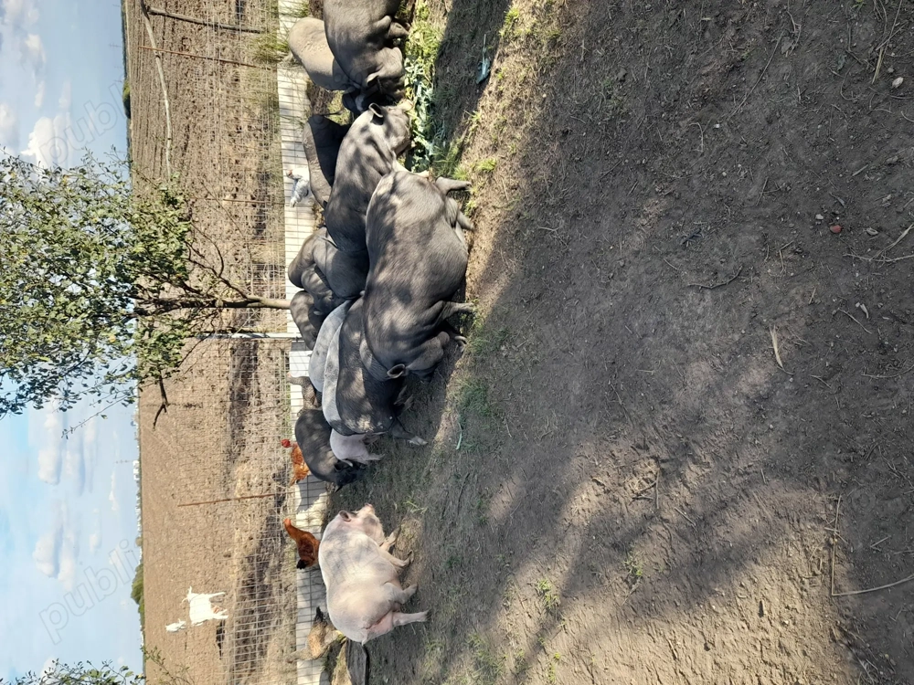 Vând porci vietnamezi Vând porci vietnamezi