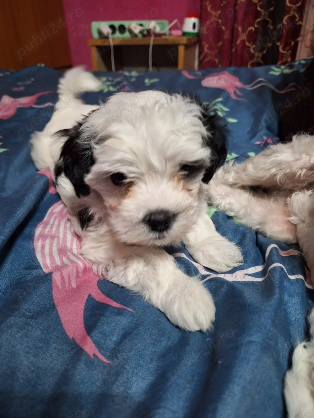 Căței bichon havanez  Căței bichon havanez