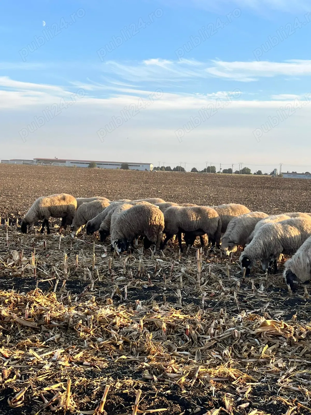 Vând 25 de oi de ținut 