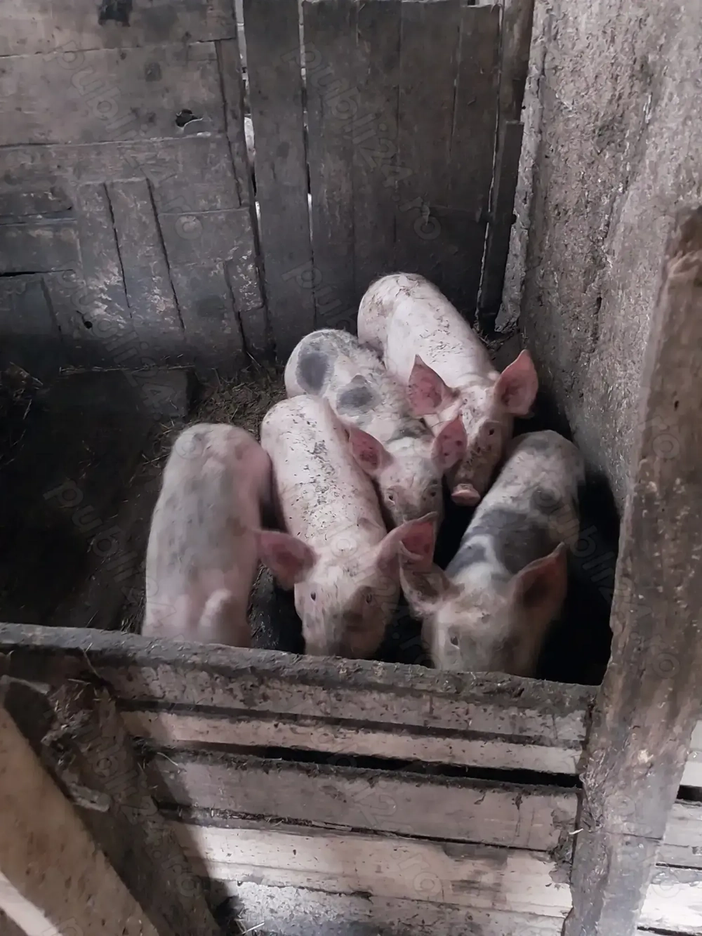 Vând șoldani frumoși Vând șoldani frumoși