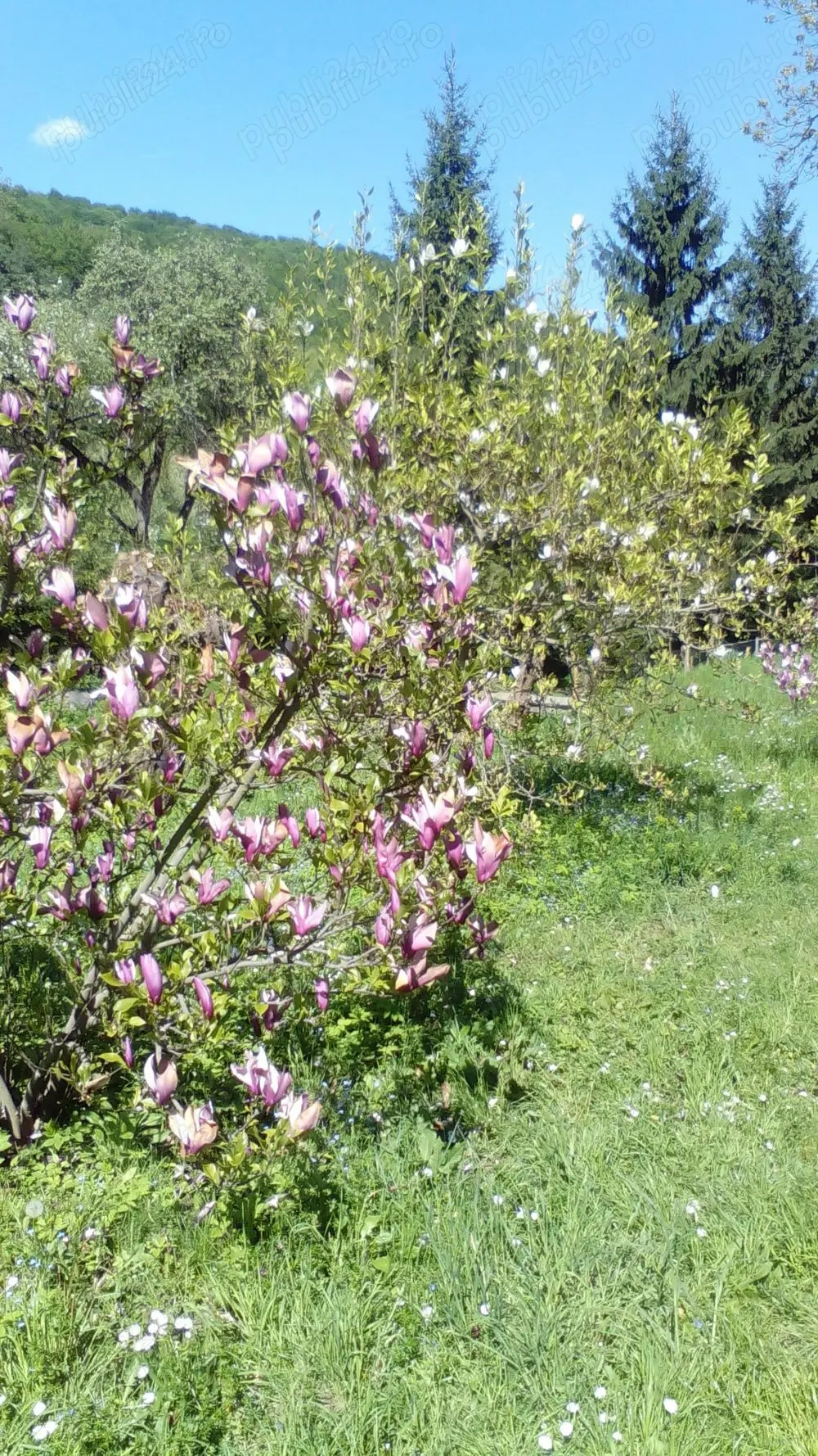  inchiriere sau vanzare