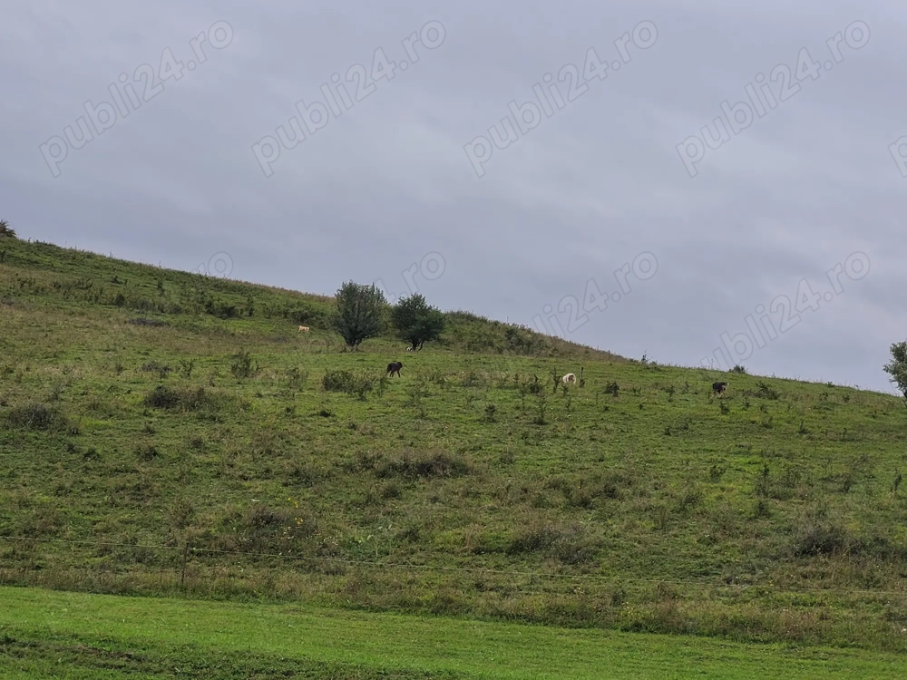 Măgăruși de vânzare. 