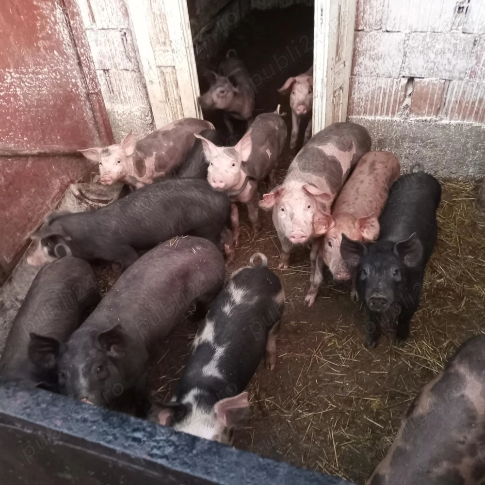 Vând purcei preţ pe bucată Vând purcei preţ pe bucată