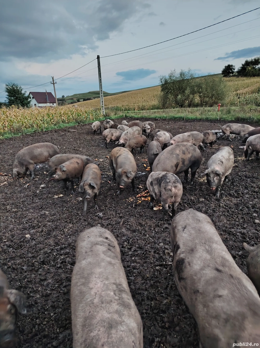 120 130 140 150 160 170 180 190 kg