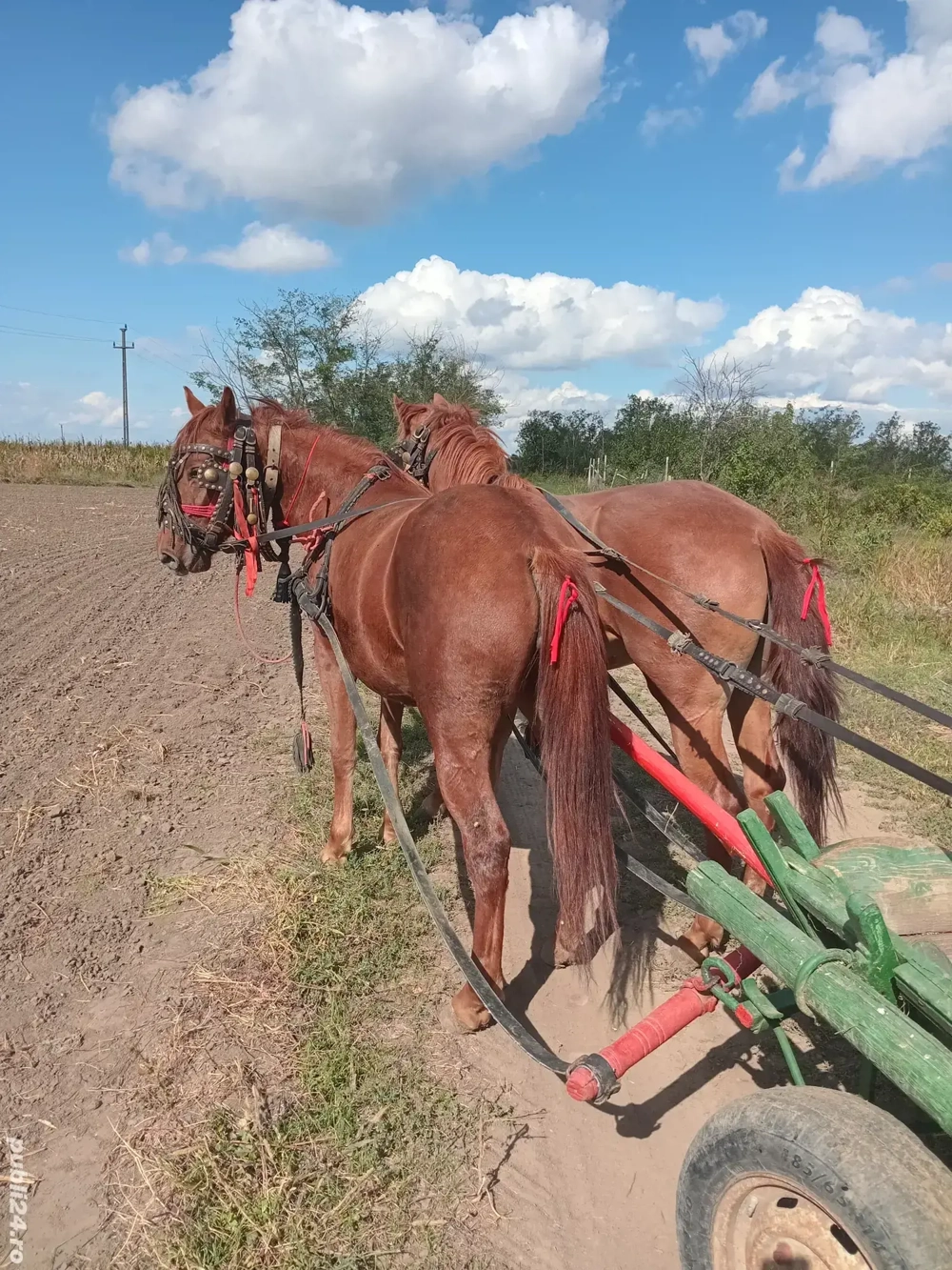de vănzare mănze de vănzare mănze