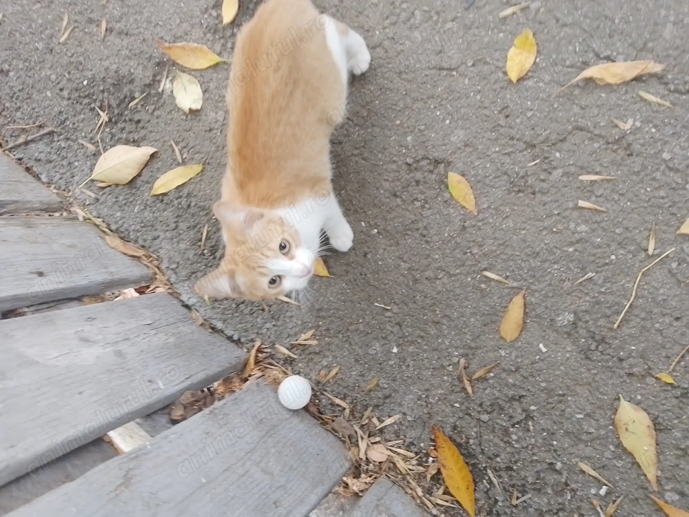 Pui de pisica are nevoie de adapost